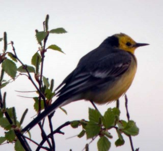 Sitruunavästäräkki