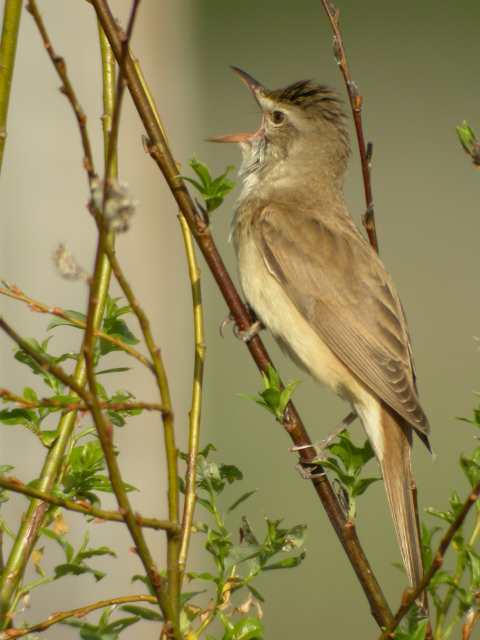 Great Reed Warbler