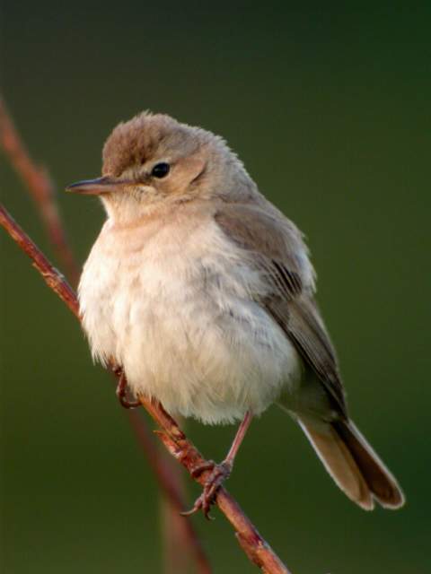 Booted Warbler