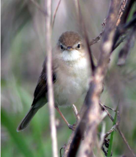 Booted Warbler