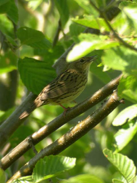 Lanceolated Warbler