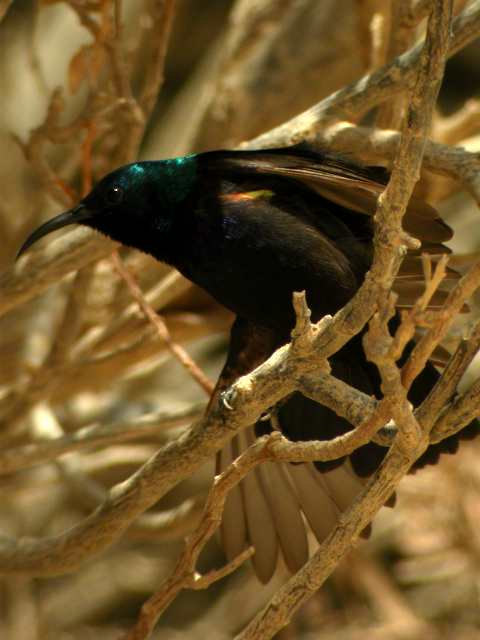 Isopurppuramedestäjä