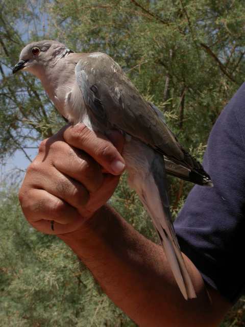 Afrikanturturikyyhky