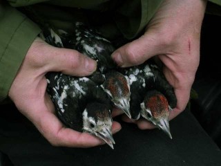 Vasetin poikaset rengastajan sylissä