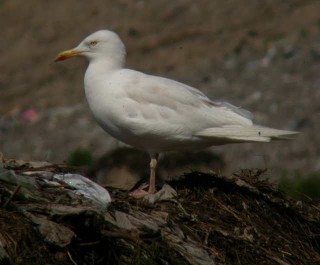 Leukistinen harmaalokki