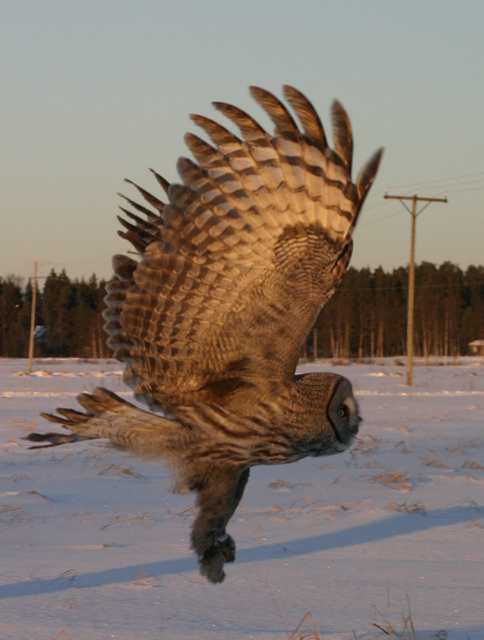 Lapinpöllö
