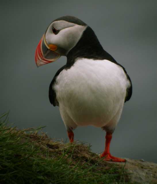 Puffin