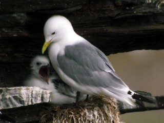 Kittiwakes