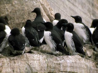 Common Guillemots