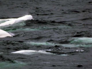 Beluga Whales