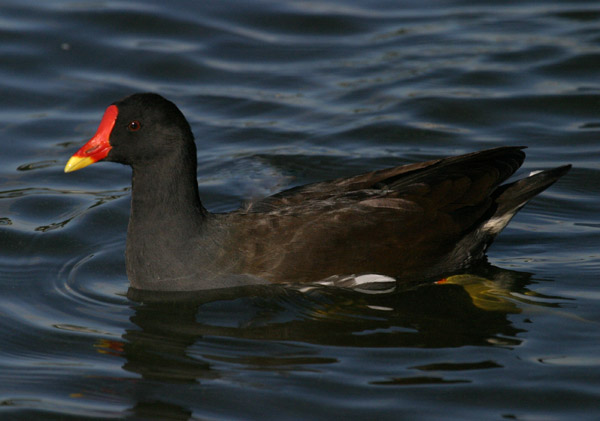 Liejukana