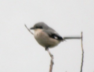 Lepinkäinen