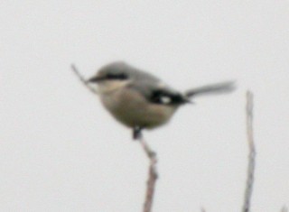 Lepinkäinen