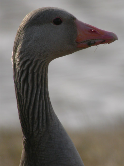 Merihanhi