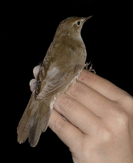 Ruokosirkkalintu
