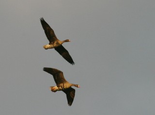 White-fronted Geese