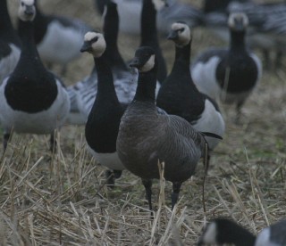 Cackling Goose minima