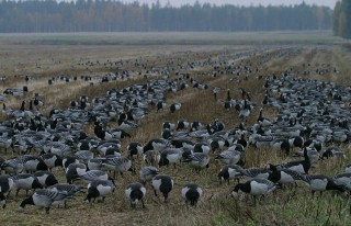 Barnacle Geese