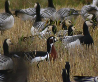 Red-breasted Goose