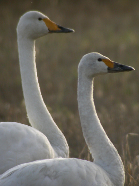 Bewick's and Whooper Swan