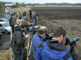 Ross Goose twitching