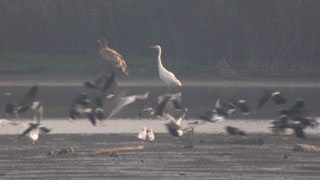 Great White Egret and White-tailed Eagle
