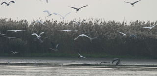 Great White Egrets and Grey Herons