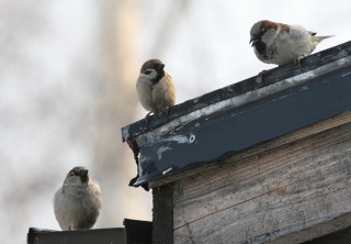 Sparrows