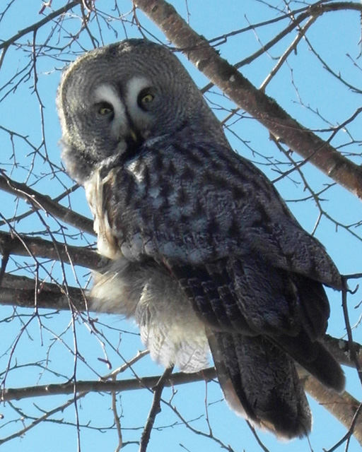 Great Grey Owl
