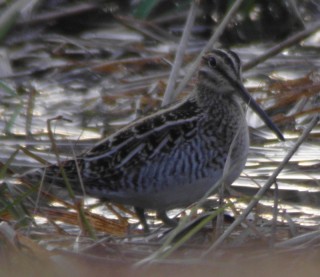 Amerikantaivaanvuohi