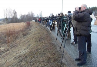 Amerikantaivaanvuohibongarit