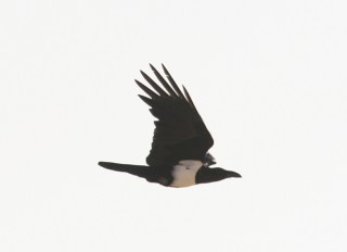 Pied Crow
