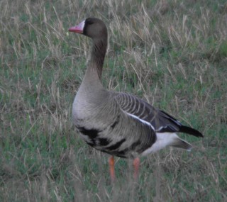 Tundrahanhi Tundrahanhi