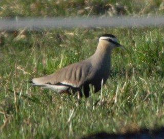 Arohyyppä Arohyyppä