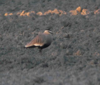 Arohyyppä Arohyyppä