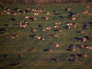 Konnunsuon hanhimassaa