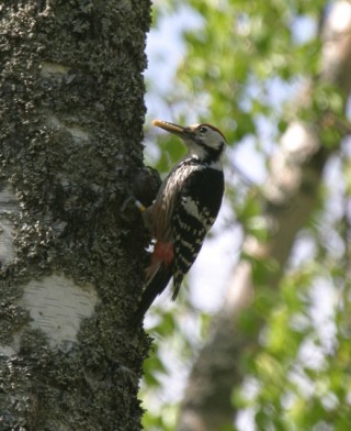 Valkoselkätikka, Hanna Aalto, dendrocopos leucotos, Parikkala, white-backed woodpecker