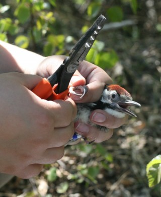 Ringing, rengastus, valkoselkätikka