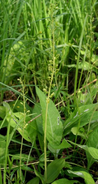 listera ovata