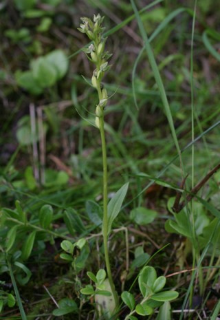 coeloglossum viridae