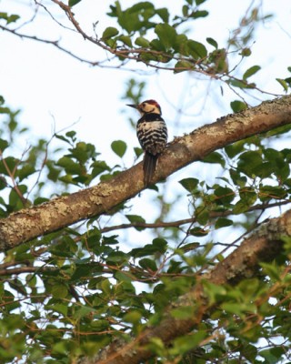 white backed woodpecker