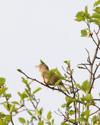 Viitakerttunen, Parikkala, Blyth's Reed Warbler, Acrocephalus dumetorum