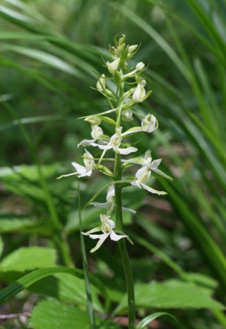 Platanthera bifolia, valkolehdokki, Lesser Butterfly-orchid, lehto, kasvupaikka, Hanna Aalto