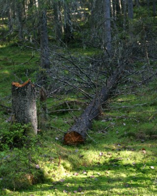 Patvinsuo nationalpark