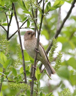 punavarpunen, rose finch, Hanna Aalto