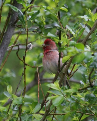 punavarpunen, rose finch, Hanna Aalto