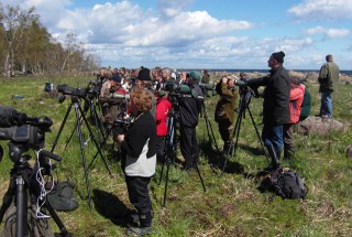 Ristisaaren bongarit