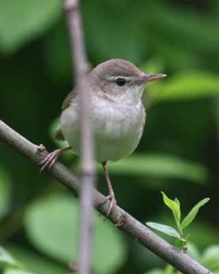 Viitakerttunen, Parikkala, Blyth's Reed Warbler, Acrocephalus dumetorum