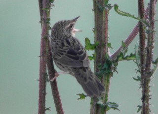 Lanceolated Warbler