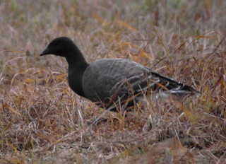 Brent Goose young